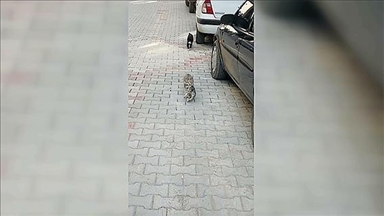 Çorum'da anne kedinin ağzında getirdiği yavrusu veterinerde tedavi edildi