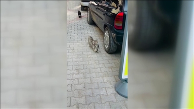 Turqi, një mace mban në gojë kotelen e saj dhe e dërgon për trajtim tek veterineri