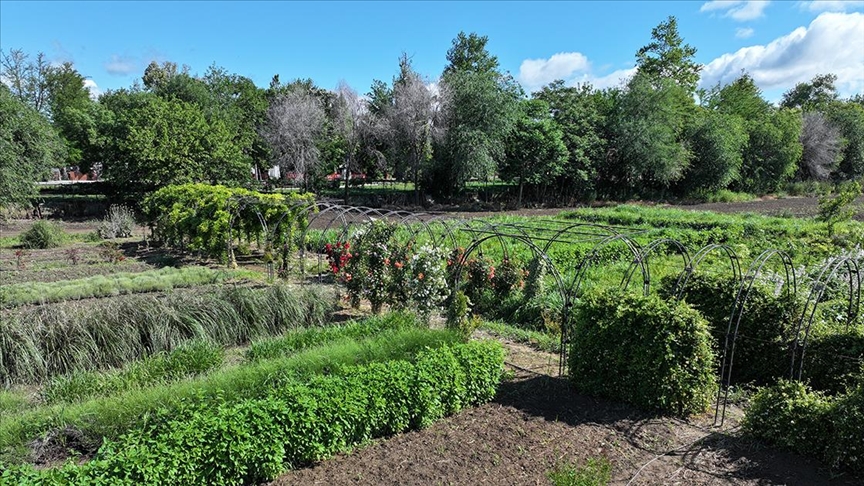 Edirne'de çiçekler ve aromatik bitkilerin yer aldığı "Koku Tüneli" oluşturuldu