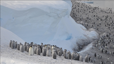 Antarctica's emperor penguin population declining faster than thought: Report