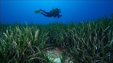  "Akdeniz'in akciğerleri" deniz çayırları görüntülendi
