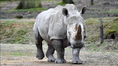 70 white rhinos translocated from South Africa to Rwanda