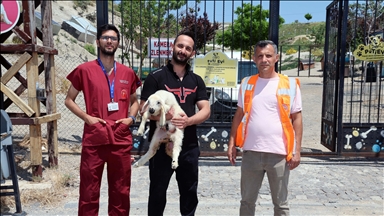 Kayseri'de koyun ve kuzularını kaybeden besici, belediye sayesinde hayvanlarına kavuştu