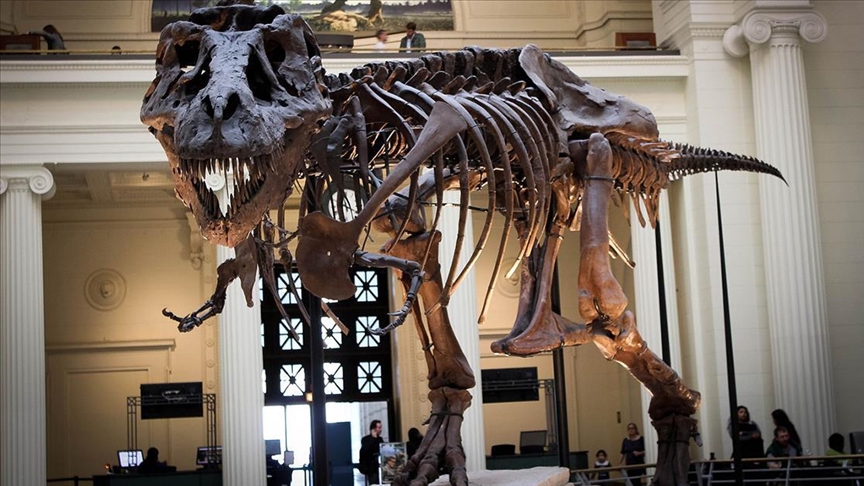 New fossil discovery reshapes T-rex origin story