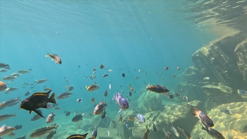 Malavi'de turistler ciklet balıkları eşliğinde yüzme imkanı buluyor