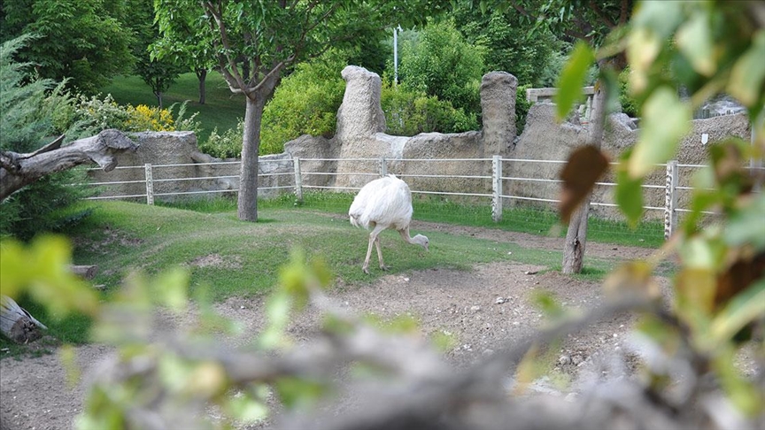 쾱ş Hayvanat Bahçesi'nin albino sakinleri özel bakımla korunuyor