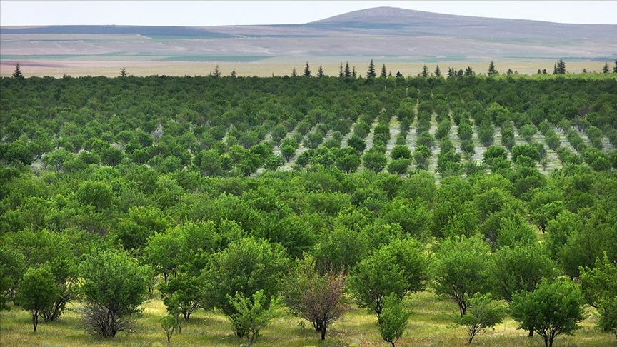 TİGEM'in badem ormanları erozyonla ve zararlılarla mücadele ediyor