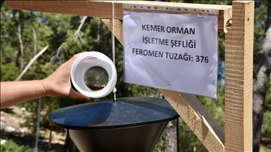 Antalya'da ormanlara zarar veren Akdeniz çam kabuk böceğiyle mücadele ediliyor