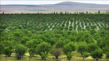 TİGEM'in badem ormanları erozyonla ve zararlılarla mücadele ediyor