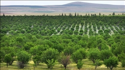 TİGEM'in badem ormanları erozyonla ve zararlılarla mücadele ediyor