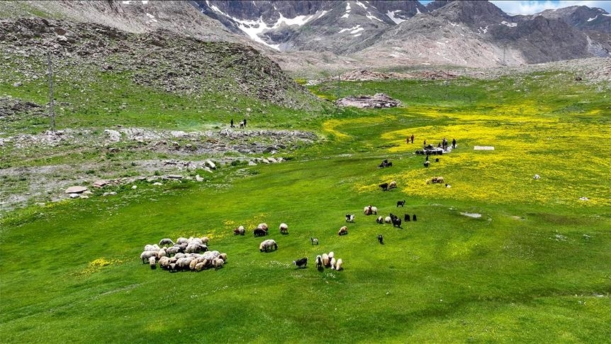 Bi germbûna hewayê ra tevgera li zozanên Wanê zêde bû