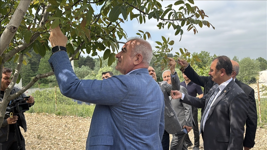 TBMM Zirai Don Olayını Araştırma Komisyonu üyeleri, Bolu'da ceviz bahçesini inceledi