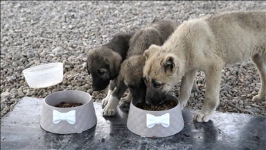 ѳş'ta kurulan Hayvan Barınağı ve Doğal ۲ş Alanı sahipsiz köpeklere yuva oldu