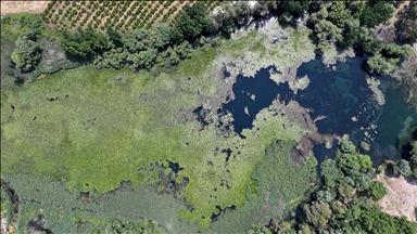 Antalya'nın su kaynağı Kırkgöz, nilüferlerle kaplandı