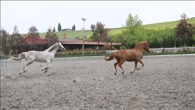 Kadın girişimci, bir atın bulunduğu tesisi 150 sporcunun yetiştiği spor kulübüne dönüştürdü