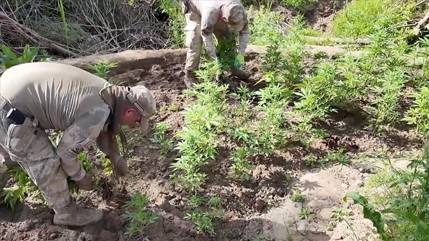 Diyarbakır'da 12 milyon 389 bin kök kenevir ve skunk ele geçirildi
