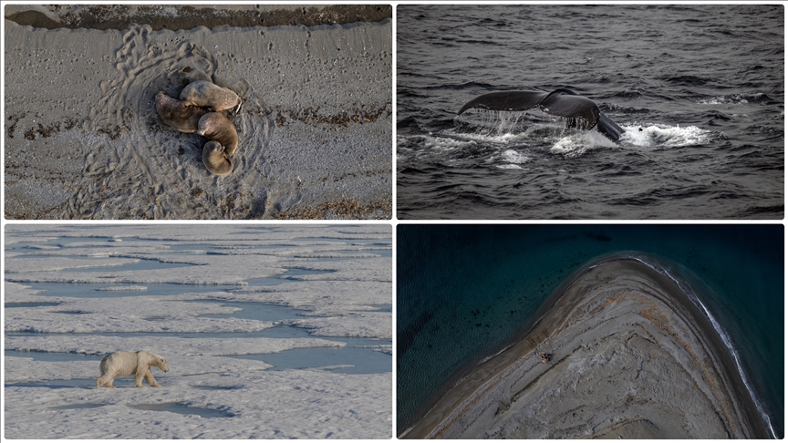 Arktik'teki cıva kirliliği, yerli topluluklar ve yaban hayatı için uzun vadeli tehdit oluşturuyor