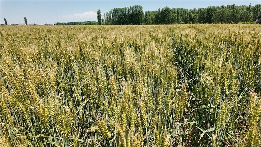 Iğdır'da yerli ve milli buğday çeşidi "Taner", çiftçilerin yüzünü güldürdü