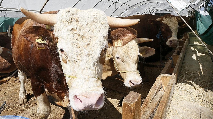 Kurban Bayramı'nda 3 milyon 330 bin hayvan kesildi