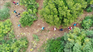 Tarihi ve doğal güzellikleri barındıran "Anemon Yolu" doğaseverler için hazır