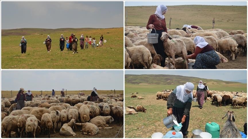 Li Mûşê bêrîvan ji bo dotina pez di romorkên motoran da bi kîlomêtroyan rêwîtiyê dikin
