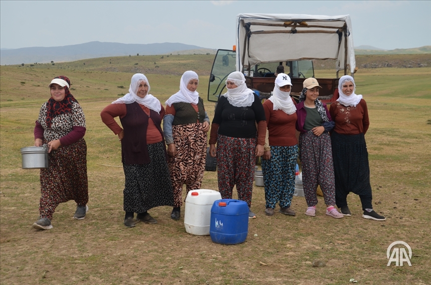 Li Mûşê bêrîvan ji bo dotina pez di romorkên motoran da bi kîlomêtroyan rêwîtiyê dikin