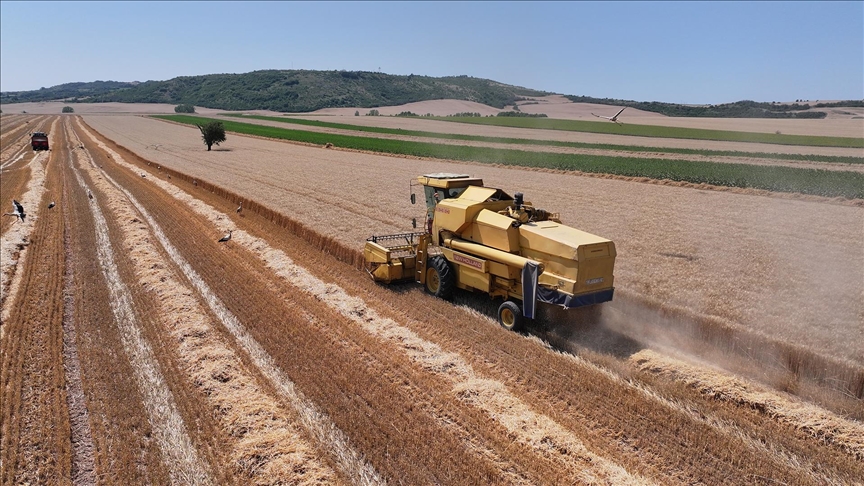 Edirne'de buğday üreticilerinin hasat mesaisi başladı