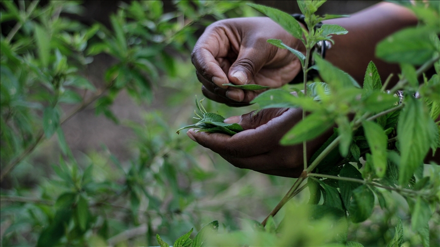 Tanzania’s herbalists fight for recognition Tanzania’s herbalists fight for recognition