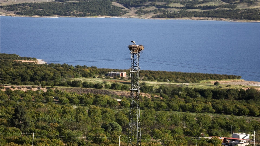 Yüksek gerilim hattına yuva yapan leylek "Narin" Karakaya Baraj Gölü'nün simgesi oldu