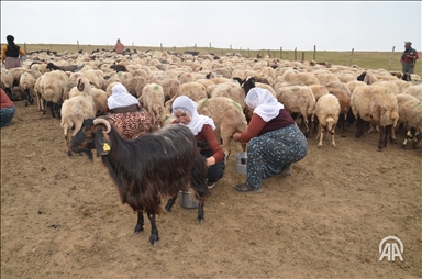 Li Mûşê bêrîvan ji bo dotina pez di romorkên motoran da bi kîlomêtroyan rêwîtiyê dikin