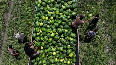 Adana karpuzunun kilogram fiyatı tarlada 7 liraya düştü