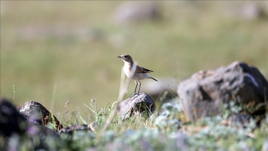 Iğdır'da kuyrukkakanın kendine özgü hareketleri görüntülendi