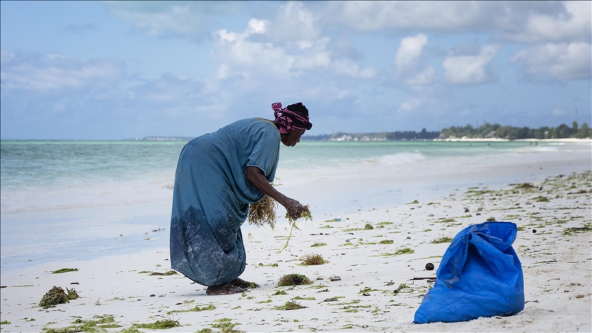 Gratë në Zanzibar mbledhin alga deti dhe i tregtojnë