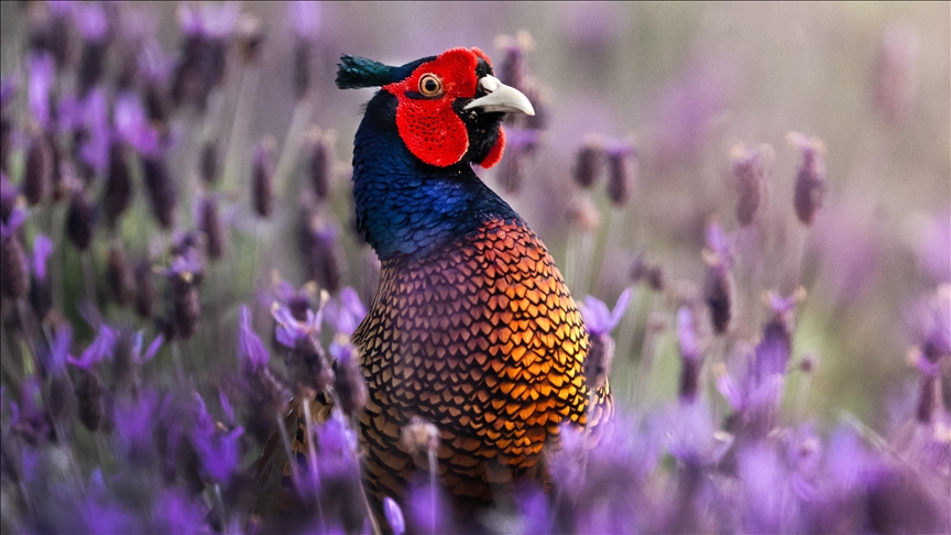 Turqi, zogu i fazanit i shton bukuri pyllit shumëngjyrësh në Bursa