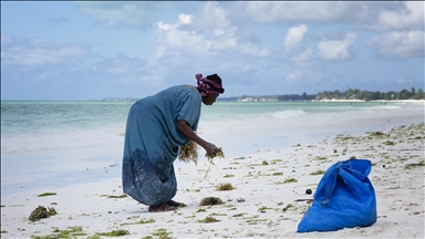 Gratë në Zanzibar mbledhin alga deti dhe i tregtojnë
