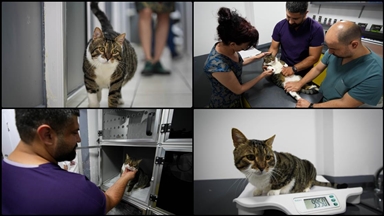 Diyabet hastası kedi kök hücre nakliyle sağlığına kavuştu