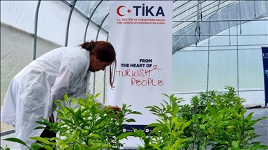 TİKA, Azerbaycan'da çay ve narenciye fidesi seraları kurdu