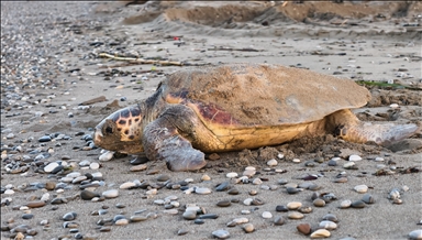 Antalya'nın Belek ve Kızılot sahillerinde 1500 caretta caretta yuvası tespit edildi 
