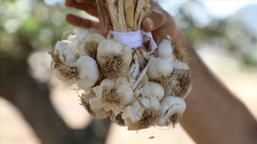 Hasankeyf'te tescilli sarımsağın hasadı yapıldı