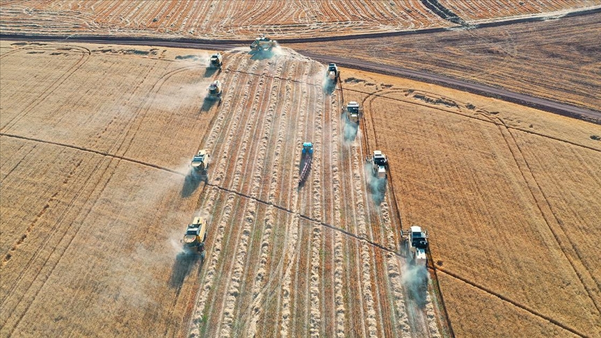 Türkiye'nin "dev işletmesi"nde buğday hasadı 184 biçerdöverle yapılıyor