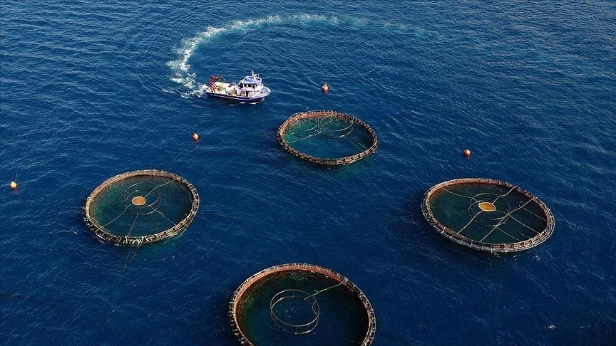 Doğu Karadeniz'in 5 aylık su ürünleri ihracatı 69,8 milyon doları aştı