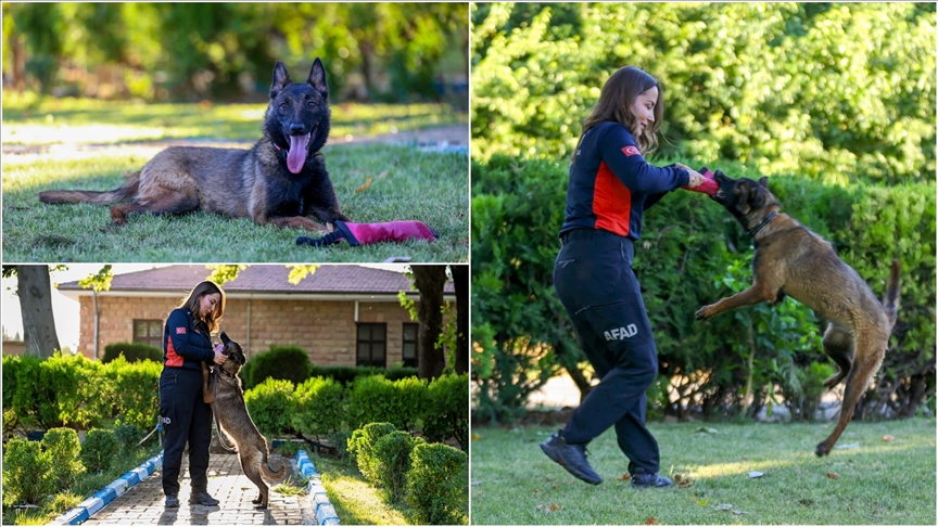 AA'nın barınaktan sahiplendiği "ŞubAAt" arama kurtarma köpeği oluyor
