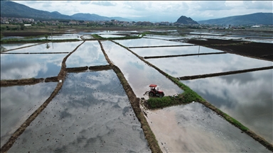 Japan's rising rice prices spark food security concerns