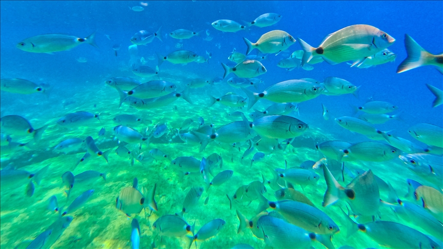 Fethiye'nin su altı dünyası dalış tutkunlarını ağırlıyor