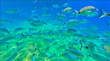 Fethiye'nin su altı dünyası dalış tutkunlarını ağırlıyor