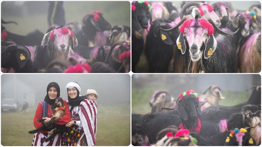 Besiciler rengarenk süsledikleri hayvanlarıyla yaylaya göç etti