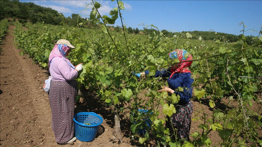 Tokat'ta coğrafi işaretli "narince" bağ yaprağında hasat sürüyor