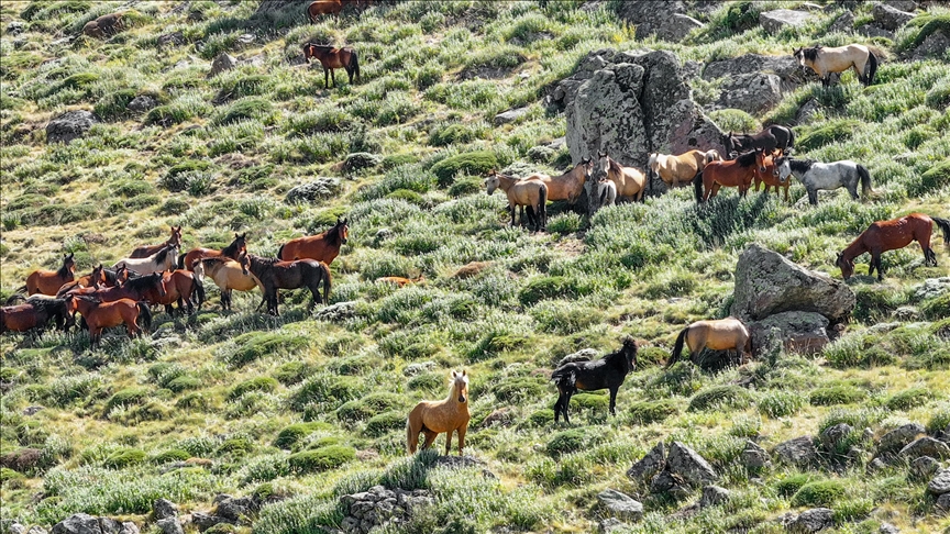 岹ğ'ın yılkı atları krater çevresinde dolaşıyor