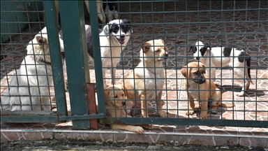 Trabzon'da 14 ayda 1182 sahipsiz köpek yeni yuvalarına kavuştu