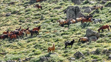 Karadağ'ın yılkı atları krater çevresinde dolaşıyor